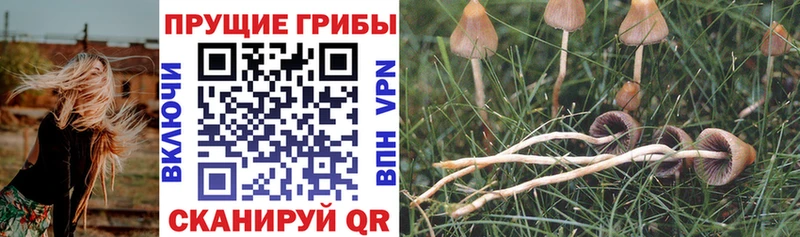 Купить закладки  Лабинск  Псилоцибиновые грибы GOLDEN TEACHER 